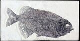 Bargain, Phareodus Fossil Fish - Reduced Price #63358-1
